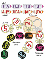 Модель-аппликация Биосинтез белка - «globural.ru» - Барнаул