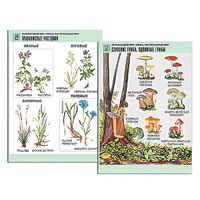 Комплект таблиц для начальной школы "Окружающий мир. Грибы. Растительный мир" - «globural.ru» - Барнаул