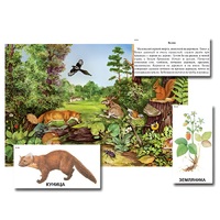 Магнитный плакат-аппликация "Лес: биоразнообразие и взаимосвязи в сообществе" - «globural.ru» - Барнаул