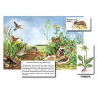 Магнитный плакат-аппликация "Луг: биоразнообразие и взаимосвязи в сообществе" - «globural.ru» - Барнаул