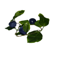 Ветка муляжей "Слива" - «globural.ru» - Барнаул