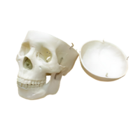 Модель "Череп человека" - «globural.ru» - Барнаул