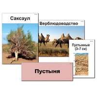 Модель-аппликация "Природные зоны России" - «globural.ru» - Барнаул