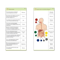 Комплект карточек (10) "Обучающий калейдоскоп. Человек" - «globural.ru» - Барнаул