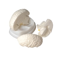 Модель мозга в разрезе - «globural.ru» - Барнаул