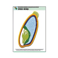 Рельефная таблица "Зерновка пшеницы" (формат А1, матовое ламинир.) - «globural.ru» - Барнаул