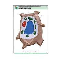 Рельефная таблица "Растительная клетка" (формат А1, матовое ламинир.) - «globural.ru» - Барнаул