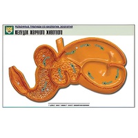 Рельефная таблица "Желудок жвачного животного" (формат А1, матовое ламинир.) - «globural.ru» - Барнаул