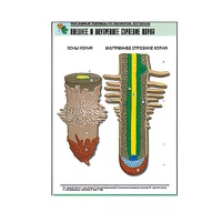 Рельефная таблица "Внешнее и внутреннее строение корня" (формат А1, матовое ламинир.) - «globural.ru» - Барнаул