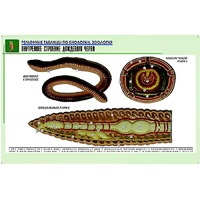 Рельефная таблица "Внутреннее строение дождевого червя" (формат А1, матовое ламинир.) - «globural.ru» - Барнаул