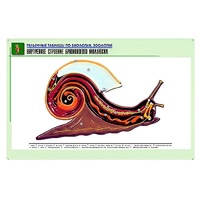 Рельефная таблица "Внутреннее строение брюхоногого моллюска" (формат А1, матовое ламинир.) - «globural.ru» - Барнаул