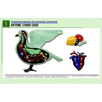 Рельефная таблица "Внутреннее строение голубя" (формат А1, матовое ламинир.) - «globural.ru» - Барнаул