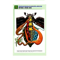 Рельефная таблица "Внутреннее строение жука" (формат А1, матовое ламинир.) - «globural.ru» - Барнаул