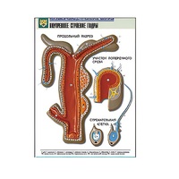 Рельефная таблица "Внутреннее строение гидры" (формат А1, матовое ламинир.) - «globural.ru» - Барнаул