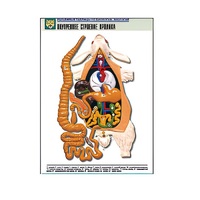 Рельефная таблица "Внутреннее строение кролика" (формат А1, матовое ламинир.) - «globural.ru» - Барнаул