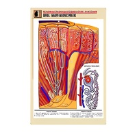 Рельефная таблица "Почка. Макро-микростроение" - «globural.ru» - Барнаул