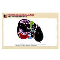 Рельефная таблица "Печень. Висцеральная поверхность" (формат А1, матовое ламинир.) - «globural.ru» - Барнаул