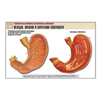 Рельефная таблица "Желудок. Внешняя и внутренняя поверхности" (формат А1, матовое ламинир.) - «globural.ru» - Барнаул