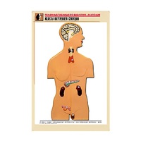 Рельефная таблица "Железы внутренней секреции" (формат А1, матовое ламинир.) - «globural.ru» - Барнаул