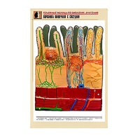 Рельефная таблица "Ворсинка кишечная с сосудом" (формат А1, матовое ламинир.) - «globural.ru» - Барнаул