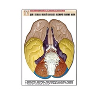 Рельефная таблица "Доли и извилины нижней поверхности полушарий головного мозга" - «globural.ru» - Барнаул