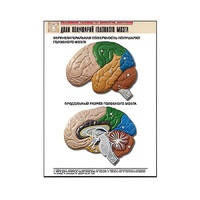 Рельефная таблица "Доли полушарий головного мозга" - «globural.ru» - Барнаул