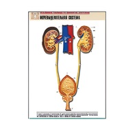 Рельефная таблица "Мочевыделительная система" (формат А1, матовое ламинир.) - «globural.ru» - Барнаул