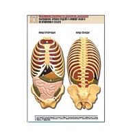 Рельефная таблица "Расположение органов грудной и брюшной полостей по отношению к скелету"(формат А1, лам.) - «globural.ru» - Барнаул