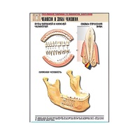 Рельефная таблица "Челюсти и зубы человека" (формат А1, матовое ламинир.) - «globural.ru» - Барнаул