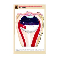 Рельефная таблица "Глаз. Строение" (формат А1, матовое ламинир.) - «globural.ru» - Барнаул