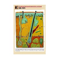 Рельефная таблица "Кожа. Разрез" (формат А1, матовое ламинир.) - «globural.ru» - Барнаул