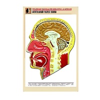 Рельефная таблица "Сагиттальный разрез головы" (формат А1, матовое ламинир.) - «globural.ru» - Барнаул