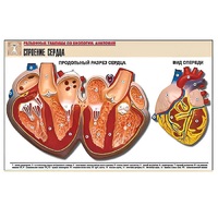 Рельефная таблица "Строение сердца" (формат А1, матовое ламинир.) - «globural.ru» - Барнаул