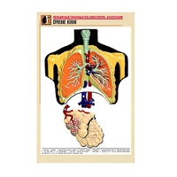 Рельефная таблица "Строение легких" (формат А1, матовое ламинир.) - «globural.ru» - Барнаул