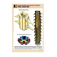 Рельефная таблица "Строение спинного мозга " (формат А1, матовое ламинир.) - «globural.ru» - Барнаул