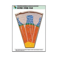 Рельефная таблица "Клеточное строение стебля" (формат А1, матовое ламинир.) - «globural.ru» - Барнаул