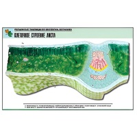 Рельефная таблица "Клеточное строение листа" (формат А1, матовое ламинир.) - «globural.ru» - Барнаул