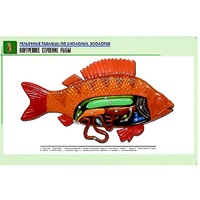 Рельефная таблица "Внутреннее строение рыбы" (формат А1, матовое ламинир.) - «globural.ru» - Барнаул