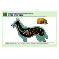 Рельефная таблица "Внутреннее строение собаки" (формат А1, матовое ламинир.) - «globural.ru» - Барнаул