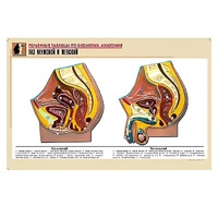 Рельефная таблица "Таз мужской и женский" (формат А1, матовое ламинир.) - «globural.ru» - Барнаул
