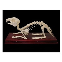 Скелет кролика - «globural.ru» - Барнаул