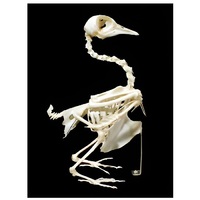 Скелет голубя - «globural.ru» - Барнаул