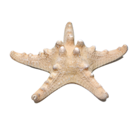 Сухой препарат "Звезда морская" (вариант 2) - «globural.ru» - Барнаул