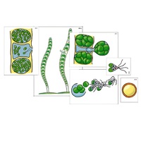 Модель-аппликация "Размножение многоклеточной водоросли" (ламинированная) - «globural.ru» - Барнаул