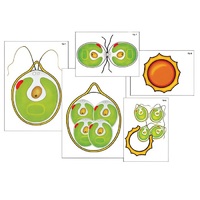 Модель-аппликация "Размножение одноклеточной водоросли" (ламинированная) - «globural.ru» - Барнаул