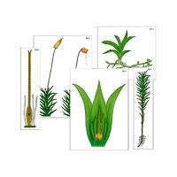 Модель-аппликация "Размножение мха" (ламинированная) - «globural.ru» - Барнаул