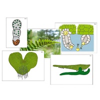 Модель-аппликация "Размножение папоротника" (ламинированная) - «globural.ru» - Барнаул