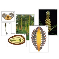 Модель-аппликация "Размножение сосны" (ламинированная) - «globural.ru» - Барнаул