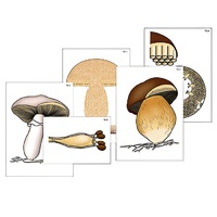 Модель-аппликация "Размножение шляпочного гриба" (ламинированная) - «globural.ru» - Барнаул