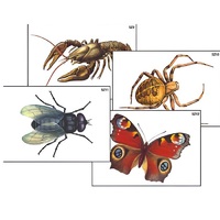 Модель-аппликация "Разнообразие беспозвоночных" (ламинированная) - «globural.ru» - Барнаул
